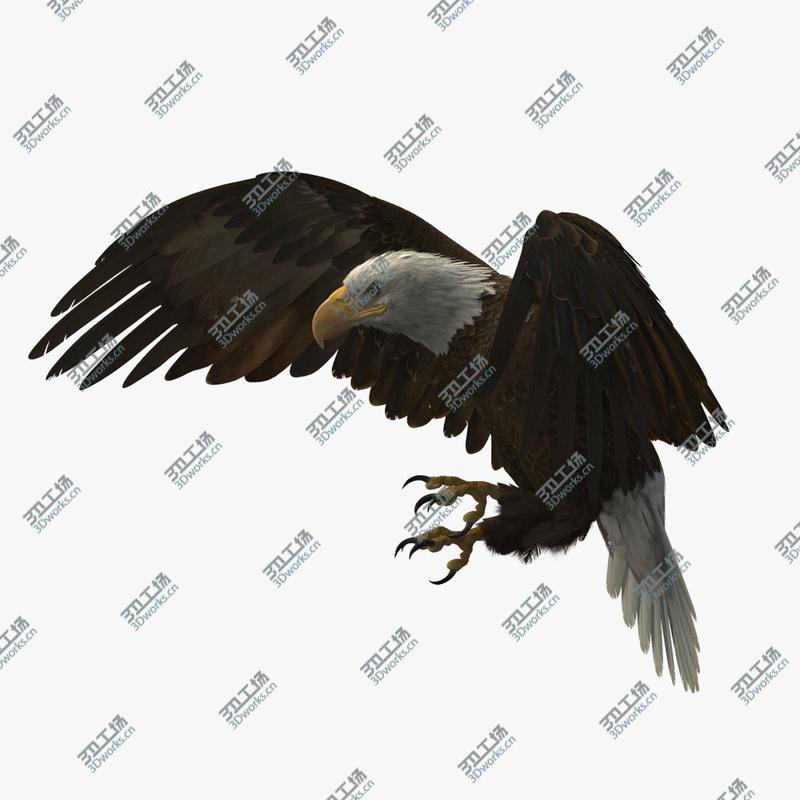 images/goods_img/20210113/3D American Bald Eagle Rigged model/1.jpg